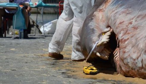 O creatură uriașă a ieșit din Sena și a ajuns în centrul Parisului. Trecătorii, șocați. Cum arată