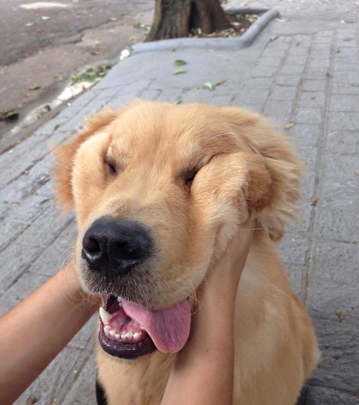 VIDEO. Decizie radicală luată de un edil cu privire la câinii maidanezi: Gata! Era cazul să începem!