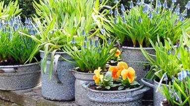 A pus pâine în ghiveciul florilor. După câteva zile, efectul e surprinzător