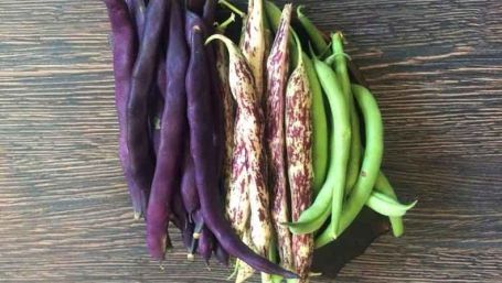 Mai ţineţi minte fasolea cu păstăi mov? Acum s-a aflat adevărul. Ce este, de fapt!