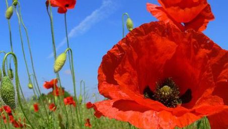 Ceaiul de petale de mac are puteri miraculoase. Iată ce boli tratează