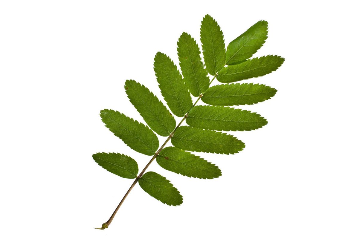 PLANTA care combate cu succes retenţia de apă, durerile de oase şi edemele 