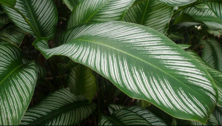 Tot ce știai e greșit. Locul din casă în care să NU mai pui niciodată ghivecele cu plante