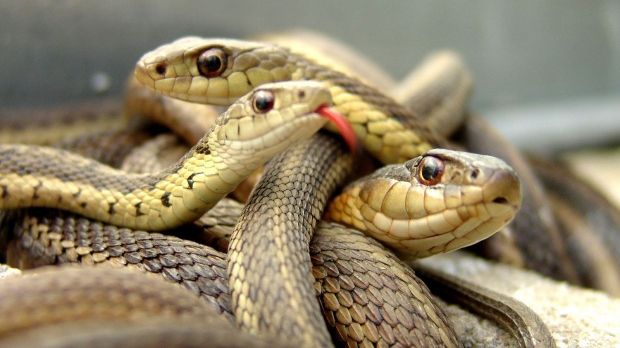 Alertă într-o regiune din România: Este invazie cu ȘERPI!