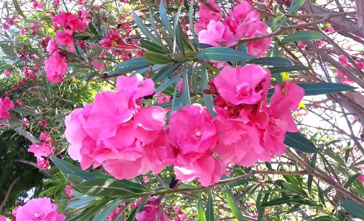 Este una dintre cele mai frumoase plante, dar nu consuma vreodată frunzele ei pentru că poți muri 