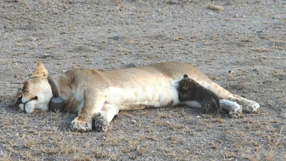 INEXPLICABIL! Caz unic: o leoaică a adoptat un pui de leopard orfan și neajutorat