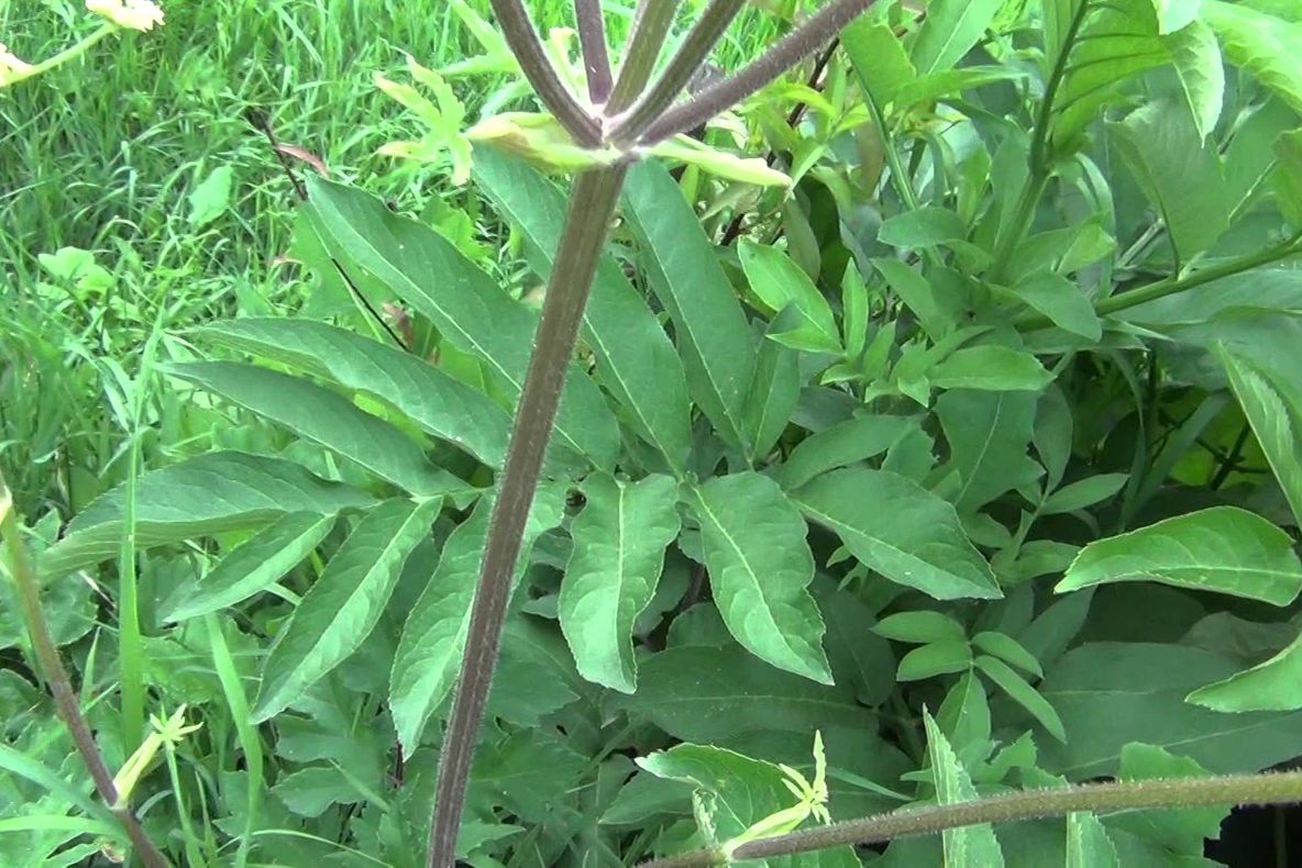 Ai intrat în contact cu această plantă? Du-te urgent la medic! Poți să orbești