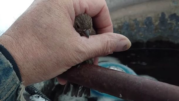 A găsit pasărea rănită.A luat-o acasă şi a crescut-o.Când a văzut în ce s-a transformat, s-a speriat