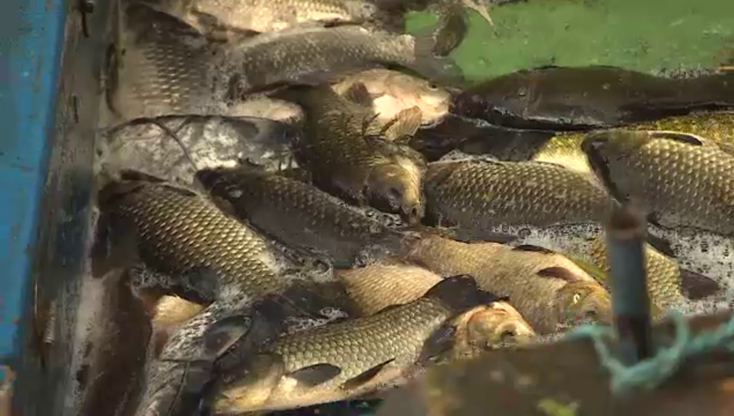 Mare atenție atunci când cumpărați pește necurățat! Iată cât de periculos este parazitul anisakis