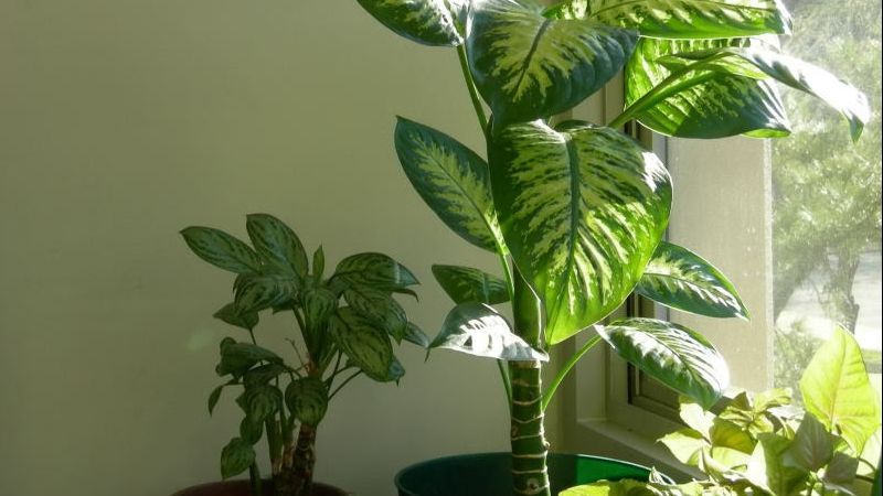 Planta care te poate ucide în câteva minute. N-o ține în casă