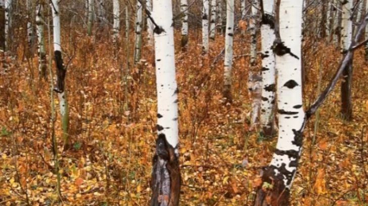 Psihologii au spus că oamenii care văd din prima animalul din această poză au un IQ foarte ridicat