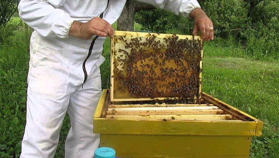 Ce mirosuri le enervează pe albine și le fac să declanșeze un atac ucigaș