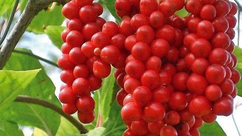 Fructul cu cinci gusturi: dulce, sărat, acru, amar şi uite. Ai încerca aşa ceva?