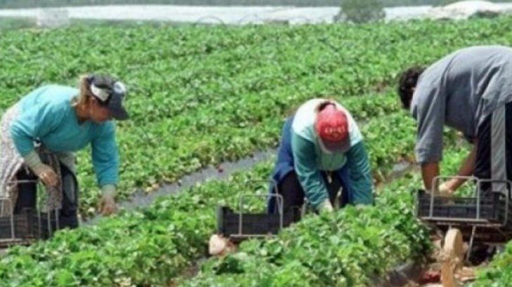 CNMR solicită impunerea de măsuri urgente în cazul celor 39 de sclavi români din Spania