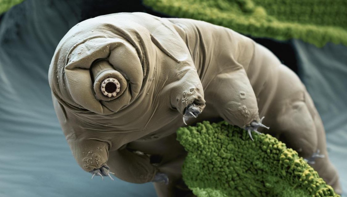 Singura creatură care poate supravieţui Apocalipsei! Este considerată indestructibilă 