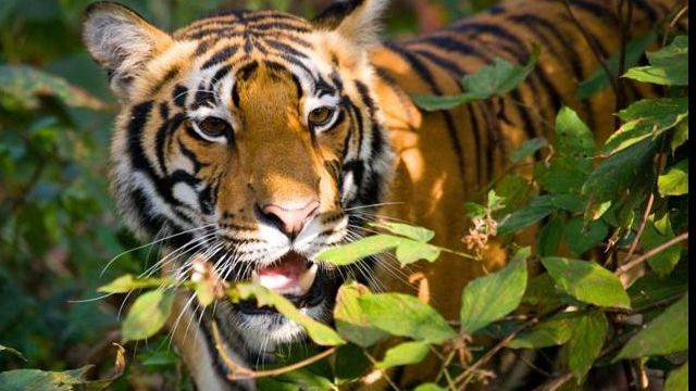 Bătrânii sunt daţi la tigri ca rudele să primească despăgubiri. O ţară şochează planeta