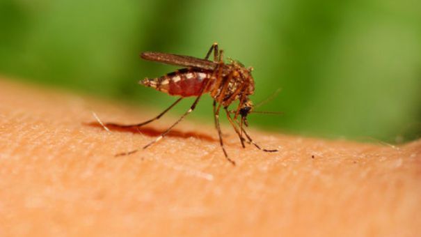 Ţânţarii, "martori" în dosarele criminaliştilor. Iată cum pot fi depistaţi suspecţii cu ajutorul lor