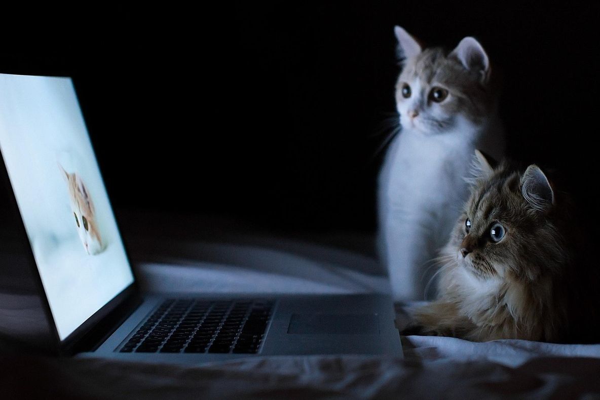 Poate un site să înlocuiască PISICA?