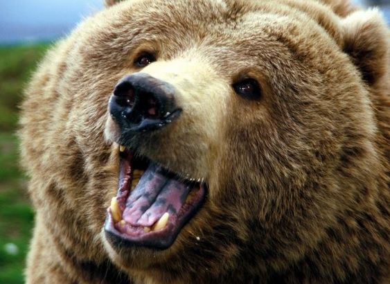 E oficial! Ordinul pentru uciderea celor 140 de urşi a fost semnat