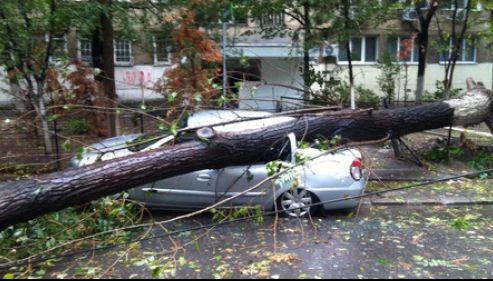 Dezastru în Capitală: FURTUNA a doborât 33 de copaci. Bucureştiul a fost sub COD GALBEN de furtună