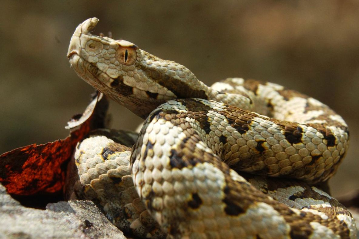 Ce se întâmplă dacă te muşcă o viperă. Nici nu ne imaginăm, însă în doar o secundă...