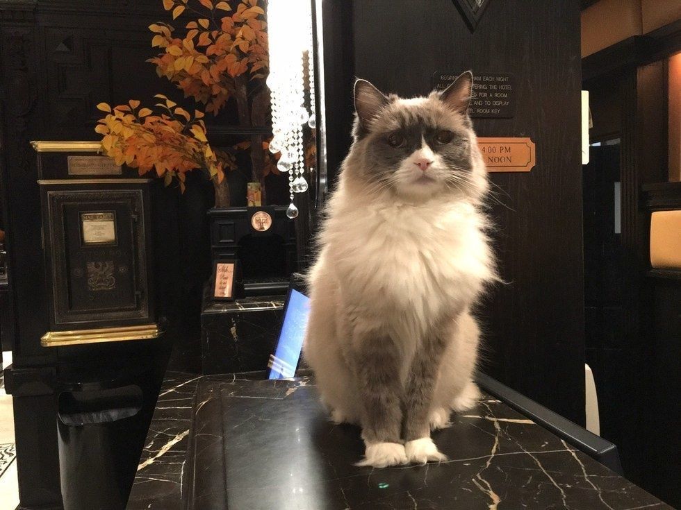 S-a pensionat, după 7 ani, pisica angajată la un hotel pe postul de director. Cum arată felina