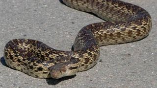 Un copil de patru ani a fost muşcat de obraz de un şarpe