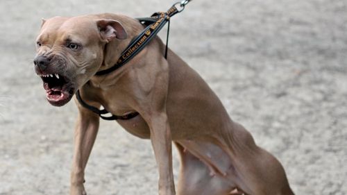 Copil ucis de câine. Autorităţile au decis eutanasierea patrupedului 