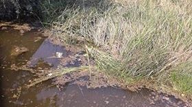 Apă infectată, la Techirghiol! Turiștii sunt oripilați de ce găsesc în apă