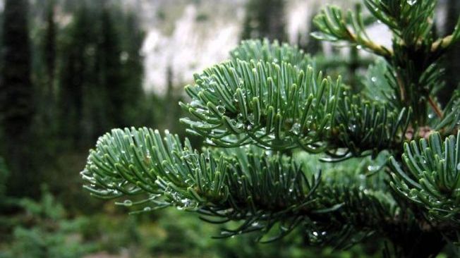 Efectul pe care îl are mirosul de brad asupra noastră 