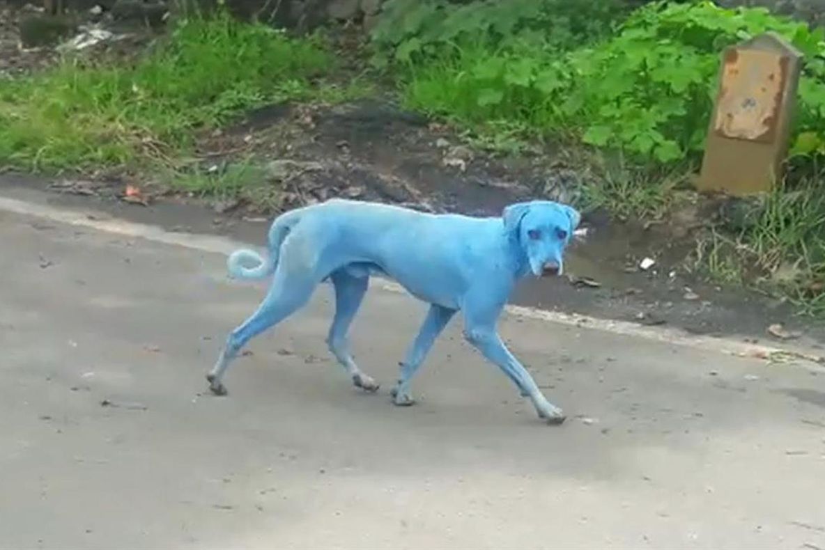 Povestea tristă a câinilor albaştri din Mumbai 