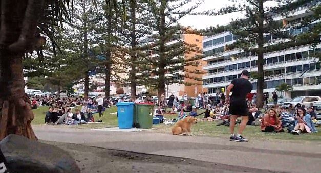 Video viral!Cum reacționează un cățel atunci când stăpânul său vrea să plece din parc. Este ADORABIL