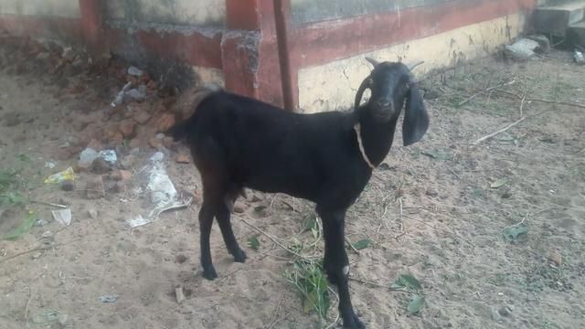 Ireal! Jurnalist arestat pentru că a anunţat pe Facebook moartea unei capre