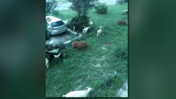 Imagini uluitoare. Ce a găsit o turistă, dimineață, în fața hotelului din Eforie Sud