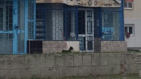 Uluitor! Cum a ales un cetățean din Slobozia să-și plimbe cățelul