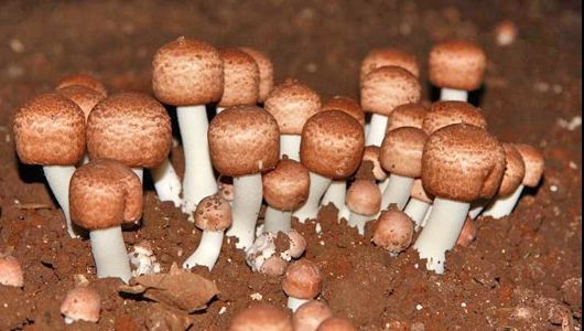 Ciuperca lui Dumnezeu, remediul minune pentru o mulţime de afecţiuni