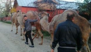 Și-a scos animalele la păscut, iar toată lumea a început să se uite la el. Motivul este INCREDIBIL