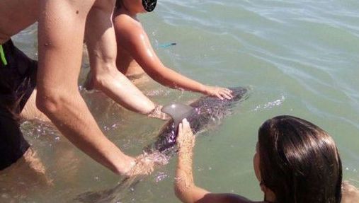 Un pui de delfin a murit, după ce mai mulți turiști au făcut poze cu el