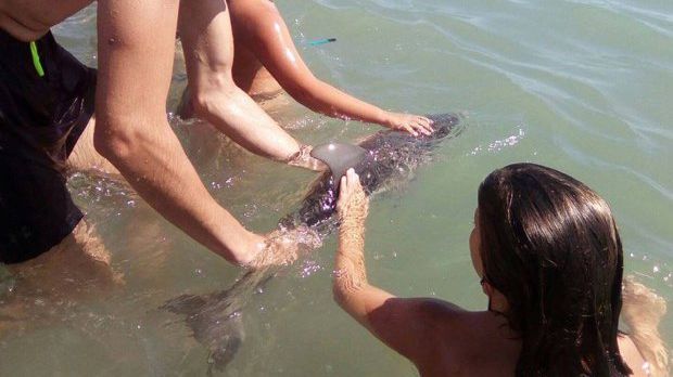Pui de delfin mort, după ce turiştii au încercat să-şi facă poze cu el