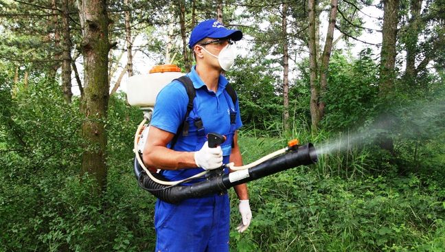 "Oamenii se sperie când o simt". INSECTA pe care Primăria Capitalei vrea să o elimine