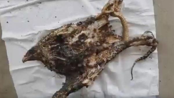 Au găsit șoimul cu șarpele în gheare, ambii morți, și au înțeles evenimentul cumplit ce a avut loc