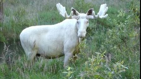 S-a dus în pădure și a făcut o descoperire INCREDIBILĂ. Reacția internetului