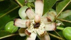 Cercetătorii, ȘOCAȚI! Iată cum a reușit să se înmulțească prima plantă de pe Pământ