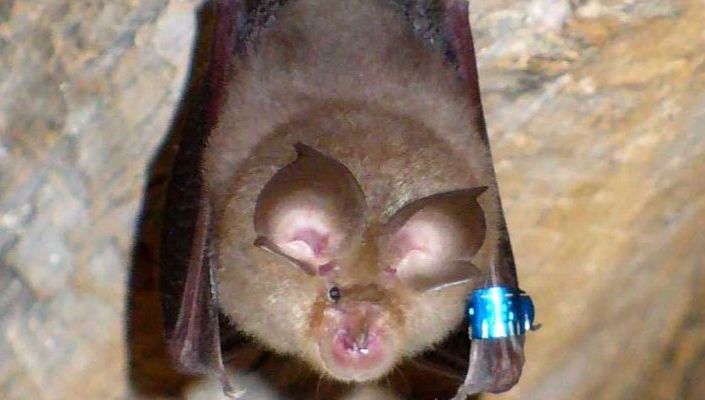 De ce liliecii dorm mereu cu capul în jos