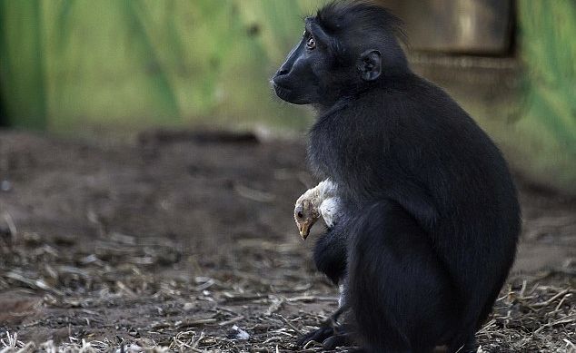 Găina adoptată de maimuță. Sunt inseparabili. Pasărea adoarme în brațele "mamei" păroase