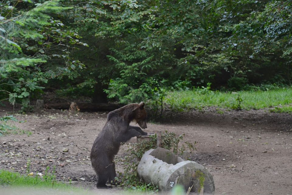 Urşii fac măcel într-o localitate argeşeană (VIDEO)