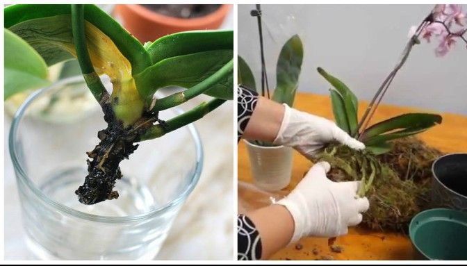 Cum readuci la viaţă o orhidee ofilită