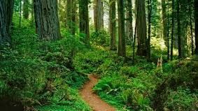 Moartea misterioasă a unui om de afaceri din Giurgiu. A fost găsit în pădure