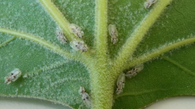 Bucureștiul, invadat de o specie nouă de insecte: Tigrul platanului. Iată ce afecțiuni pot provoca