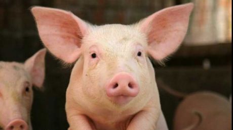 ALERTĂ în România, din cauza pestei porcine. ANSVSA a confirmat primul focar